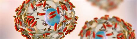 How do healthcare providers diagnose bacterial .